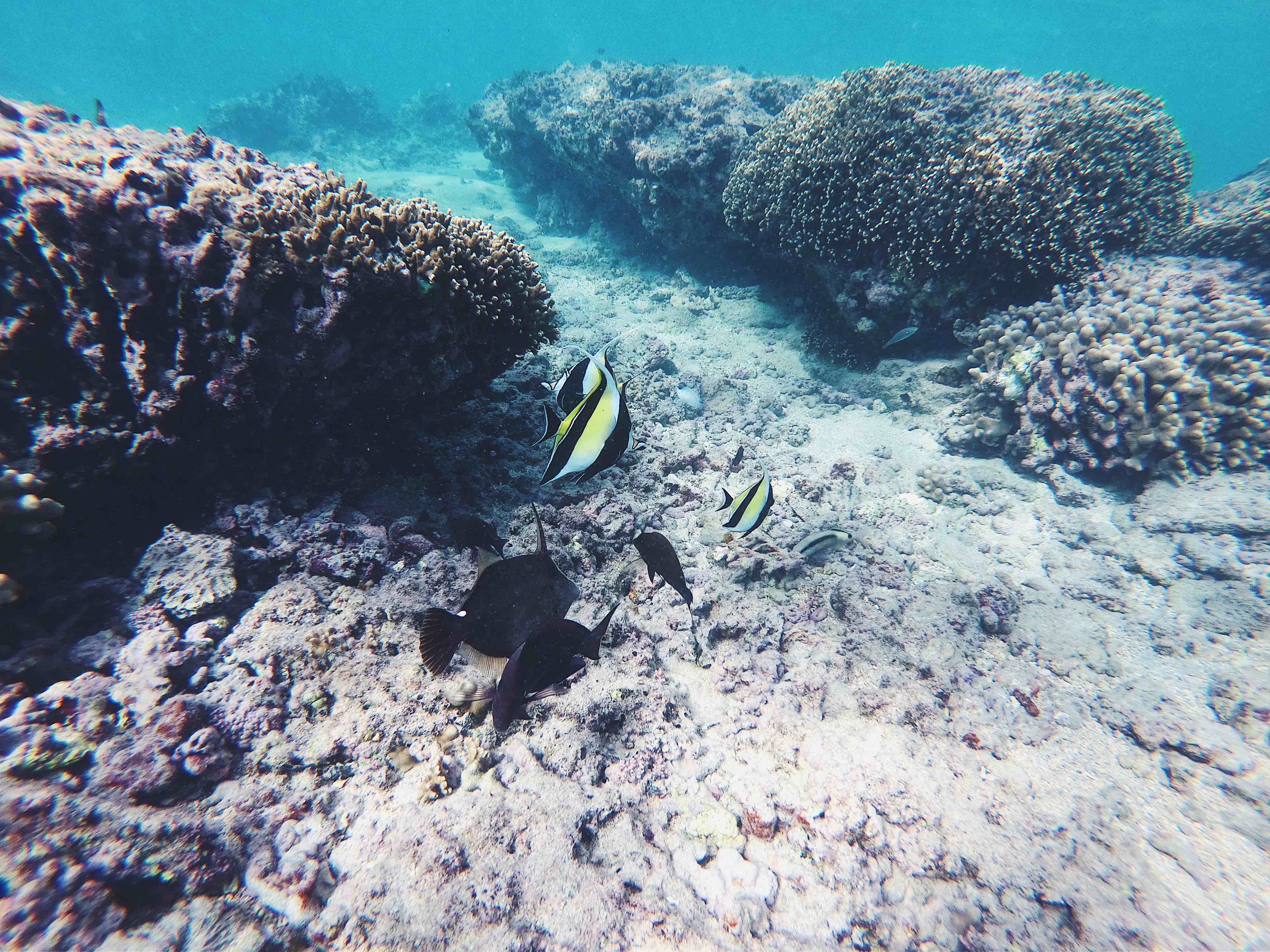 snorkeling-lagon-reunion